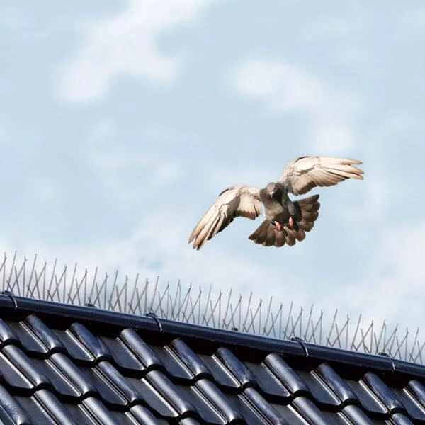 Vogelweringspinnen 2,5 Meter 1 Vogelweringspinnen 2,5 Meter