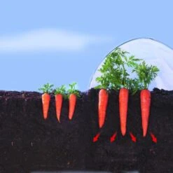 Kweekfolie / Tunnelfolie - 2 × 10 M -Tuinonderhoud Buiten 1534088192 2 600