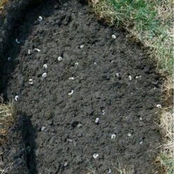 DCM Heteri-Guard - Aaltjes Tegen Engerlingen In Gazon - Voor 100 M² -Tuinonderhoud Buiten aaltjes tegen engerlingen 100 m 1540634989 2 600