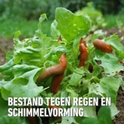 Compo Bio Anti-slakkenkorrels Voor 400 M² - 2 Kg 7 Compo Bio Anti-slakkenkorrels Voor 400 M² - 2 Kg -Tuinonderhoud Buiten antislak bio 2 kg 1740479025 4 600