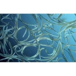 Aquanemix 1.25 V - Doseersproeier Voor Aaltjes -Tuinonderhoud Buiten auquanemix 125 v doseersproeier 1497858309 1 600