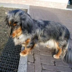 Dierenwerende Rasters - Anti-graven - Set Van 2 Stuks -Tuinonderhoud Buiten dierenwerende matten 1543585595 2 600