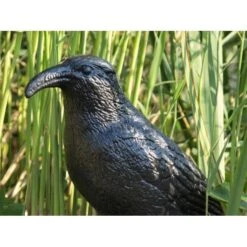 Duivenverjager Kraai -Tuinonderhoud Buiten duivenverjager kraai 1484053985 3 600