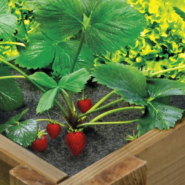 Gronddoek In Vilt Voor Vierkante Moestuin 120 × 120 Cm 1 Gronddoek In Vilt Voor Vierkante Moestuin 120 × 120 Cm