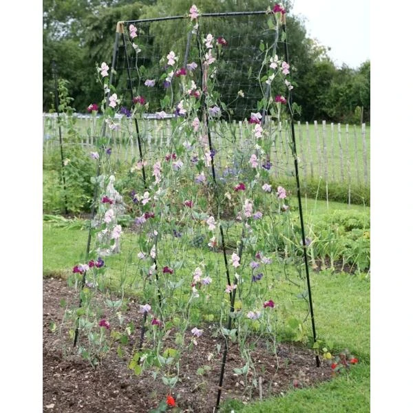 Klimframe Erwten En Bonen - 120 × 80 × 200 Cm 1 Klimframe Erwten En Bonen - 120 × 80 × 200 Cm