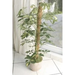 Kokos Kamerplantensteun - Plantstok Ø45 Mm × 1,2 M 7 Kokos Kamerplantensteun - Plantstok Ø45 Mm × 1,2 M -Tuinonderhoud Buiten kokos plantstok 45 mm x 12 m 1622716785 4 600