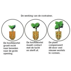 Kweektray Rapid Roots - 32 Cellen 7 Kweektray Rapid Roots - 32 Cellen -Tuinonderhoud Buiten kweektray rapid roots 32 cellen 1487680788 0 600