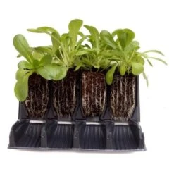 Kweektray Rapid Roots - 32 Cellen 8 Kweektray Rapid Roots - 32 Cellen -Tuinonderhoud Buiten kweektray rapid roots 32 cellen 1521399839 1 600