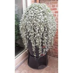 Regenton Antraciet - 360 Liter -Tuinonderhoud Buiten regenton antraciet 360 liter 1566069314 1 600