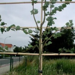 Vigne-fix 7 Cm Plantenbinder - 500 G -Tuinonderhoud Buiten vignefix 7 cm plantenbinder 1547134454 1 600