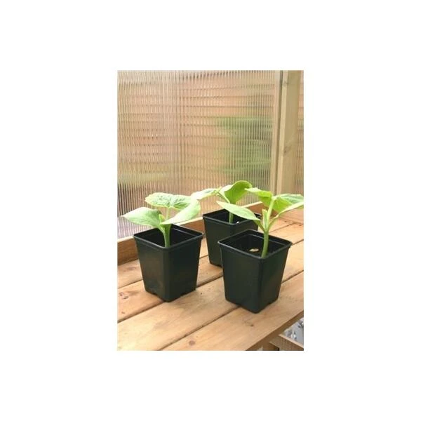 Vierkante Kweekpot - 9 × 9 × 10 Cm - Set Van 18 Stuks 1 Vierkante Kweekpot - 9 × 9 × 10 Cm - Set Van 18 Stuks