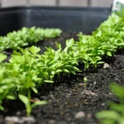 Zaaibak Zwart 57 × 42 × 8 Cm 9 Zaaibak Zwart 57 × 42 × 8 Cm -Tuinonderhoud Buiten zwarte zaaibak 55 x 40 x 8 cm 1484055699 5 600